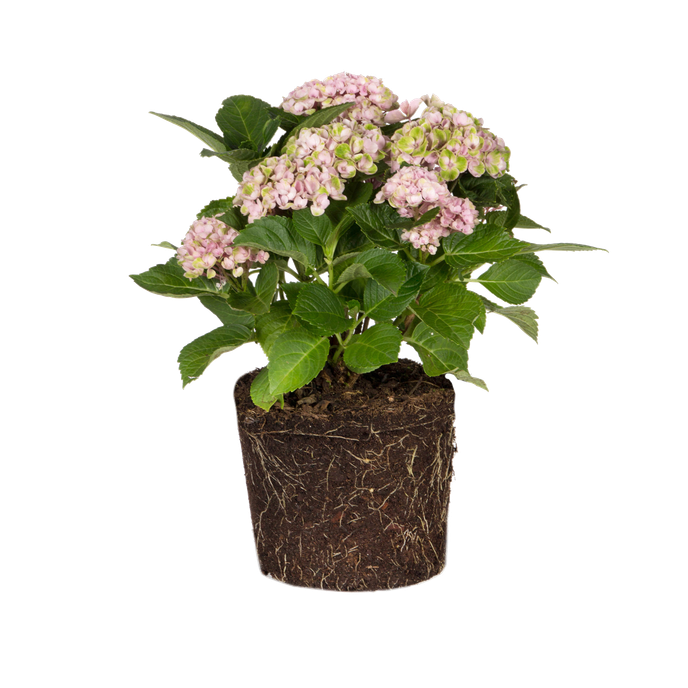 Hydrangea